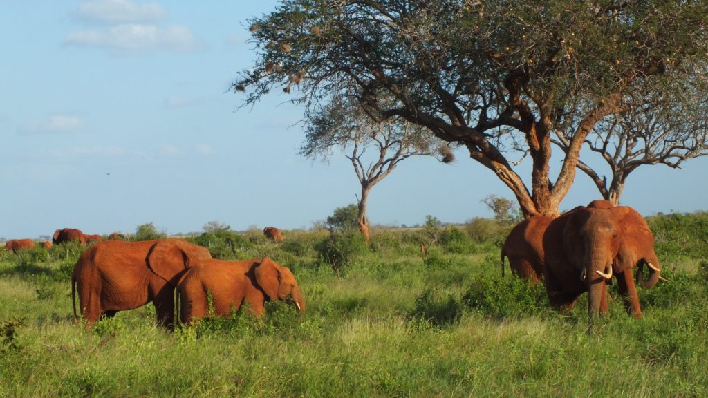 4 Days Safari Tsavo East Taita Hills and Amboseli.