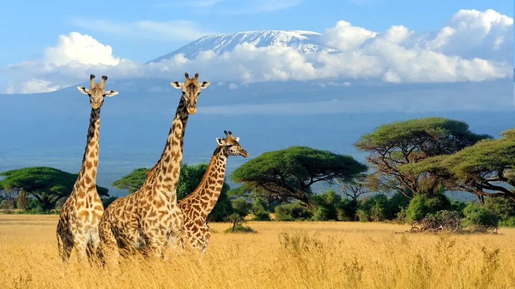 Escursioni Safari Tour Kenya