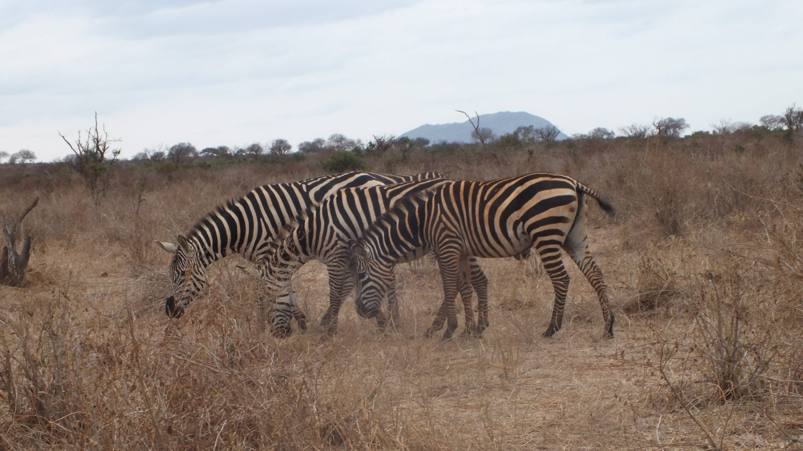 Safari eineinhalb Tage Tsavo Ost