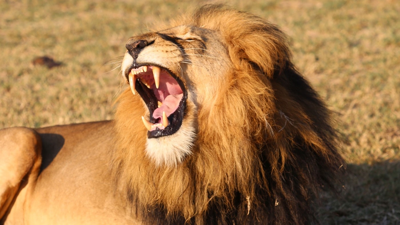 Safari eineinhalb Tage Tsavo Ost