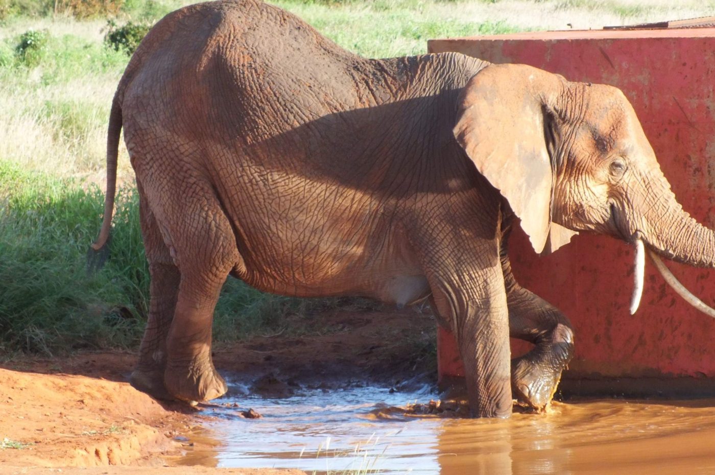 Safari 2 giorni Tsavo est e Taita Hills